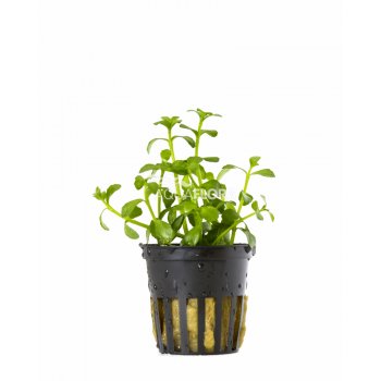 AQUAFLORA - BACOPA CRENATA